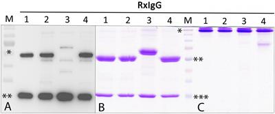 Expression Profiling and Glycan Engineering of IgG Subclass 1–4 in Nicotiana benthamiana